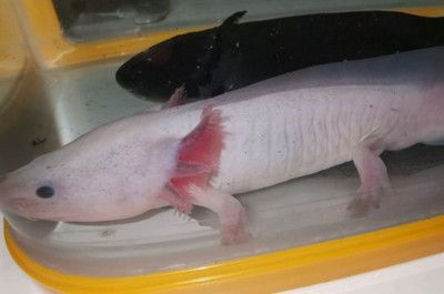 六角龍魚分公母嗎：六角龍魚性別分辨方法，六角龍魚市場行情介紹