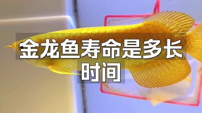 如何延長紅龍魚和金龍魚的壽命？