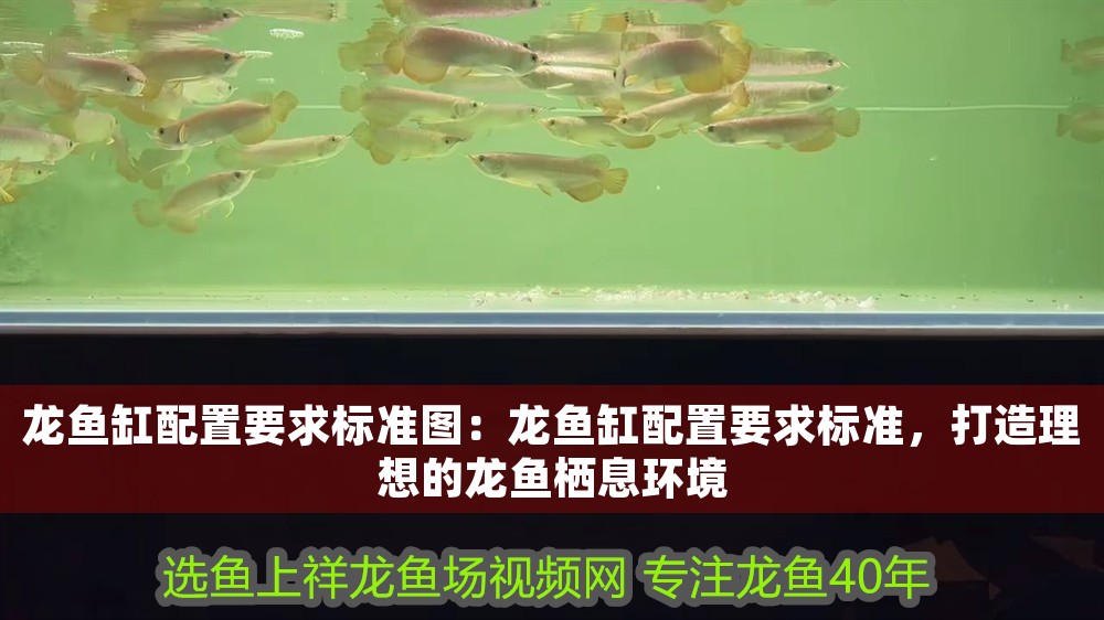 龍魚缸配置要求標準圖：龍魚缸配置要求標準，打造理想的龍魚棲息環境