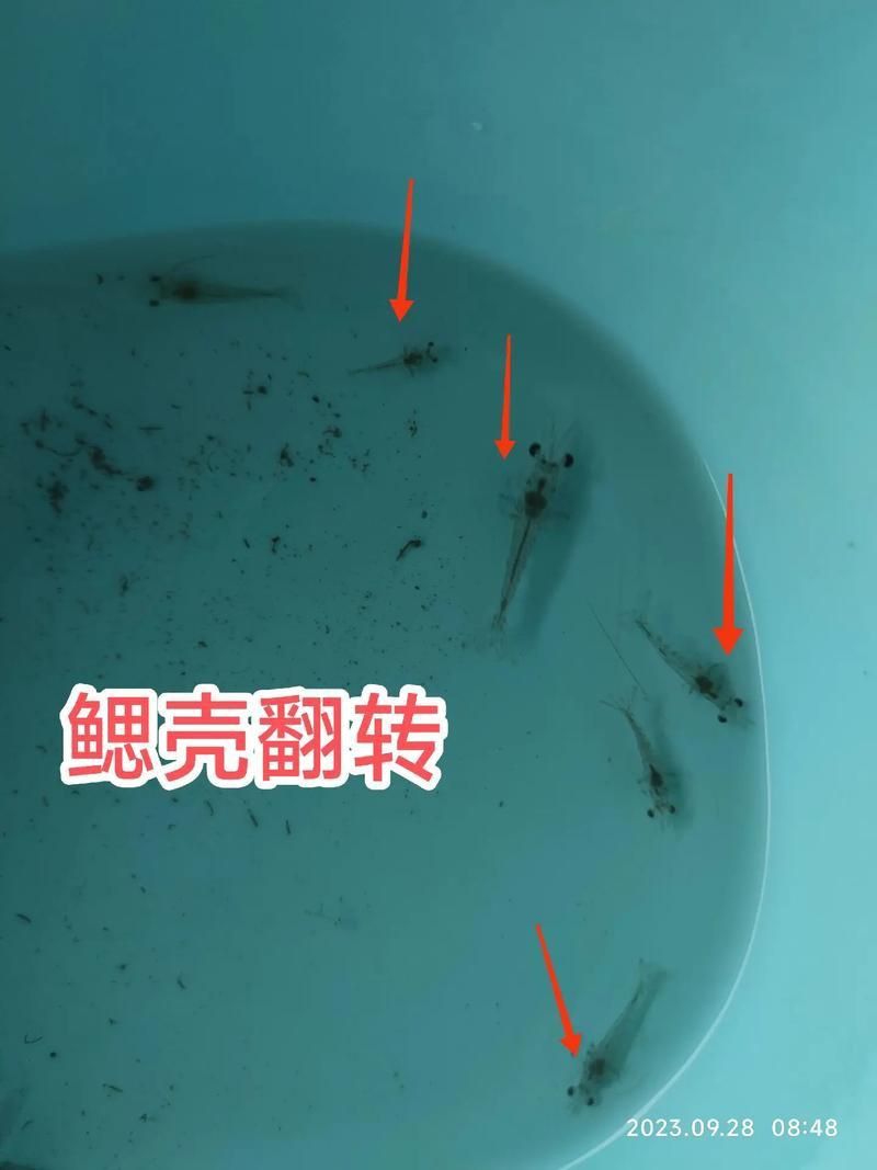 鰓蓋腐爛最簡單三個步驟圖片
