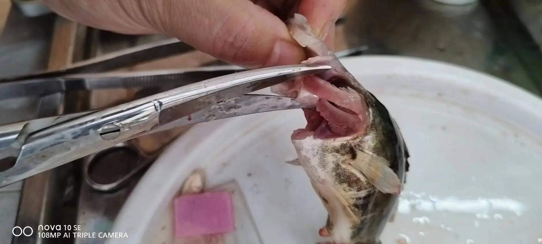 鰓蓋腐爛最簡單三個步驟圖片