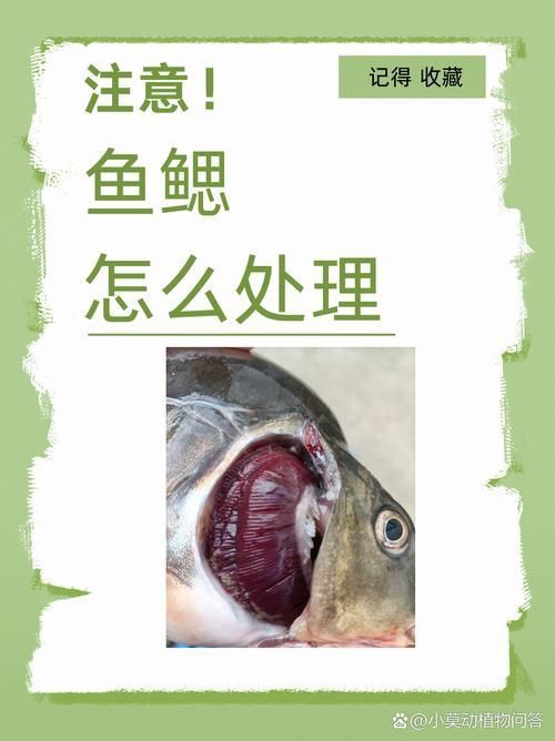 鰓蓋腐爛最簡單三個步驟圖片