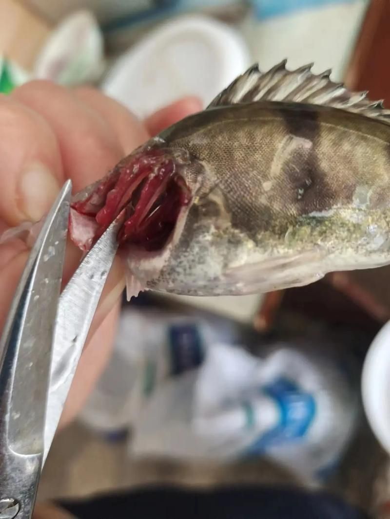 鰓蓋腐爛最簡單三個步驟圖片
