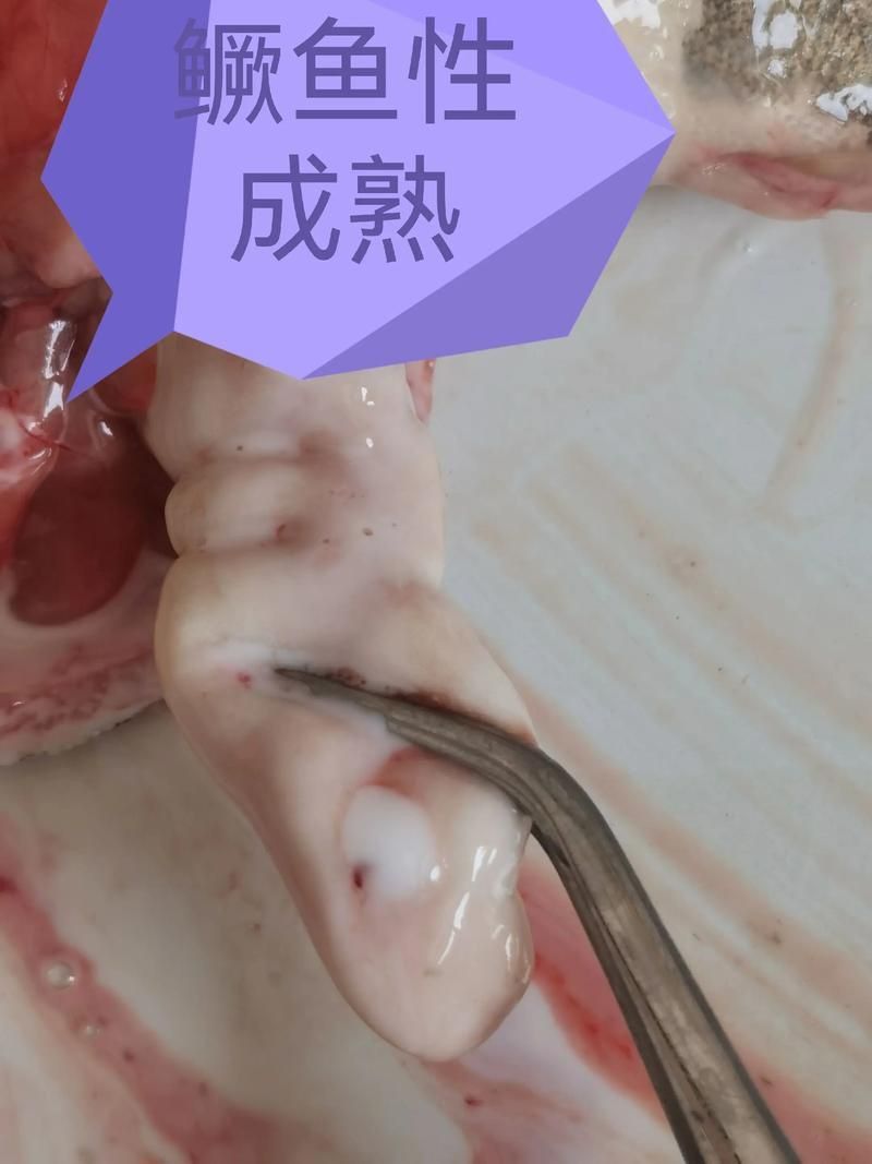 鰓蓋腐爛最簡單三個步驟圖片