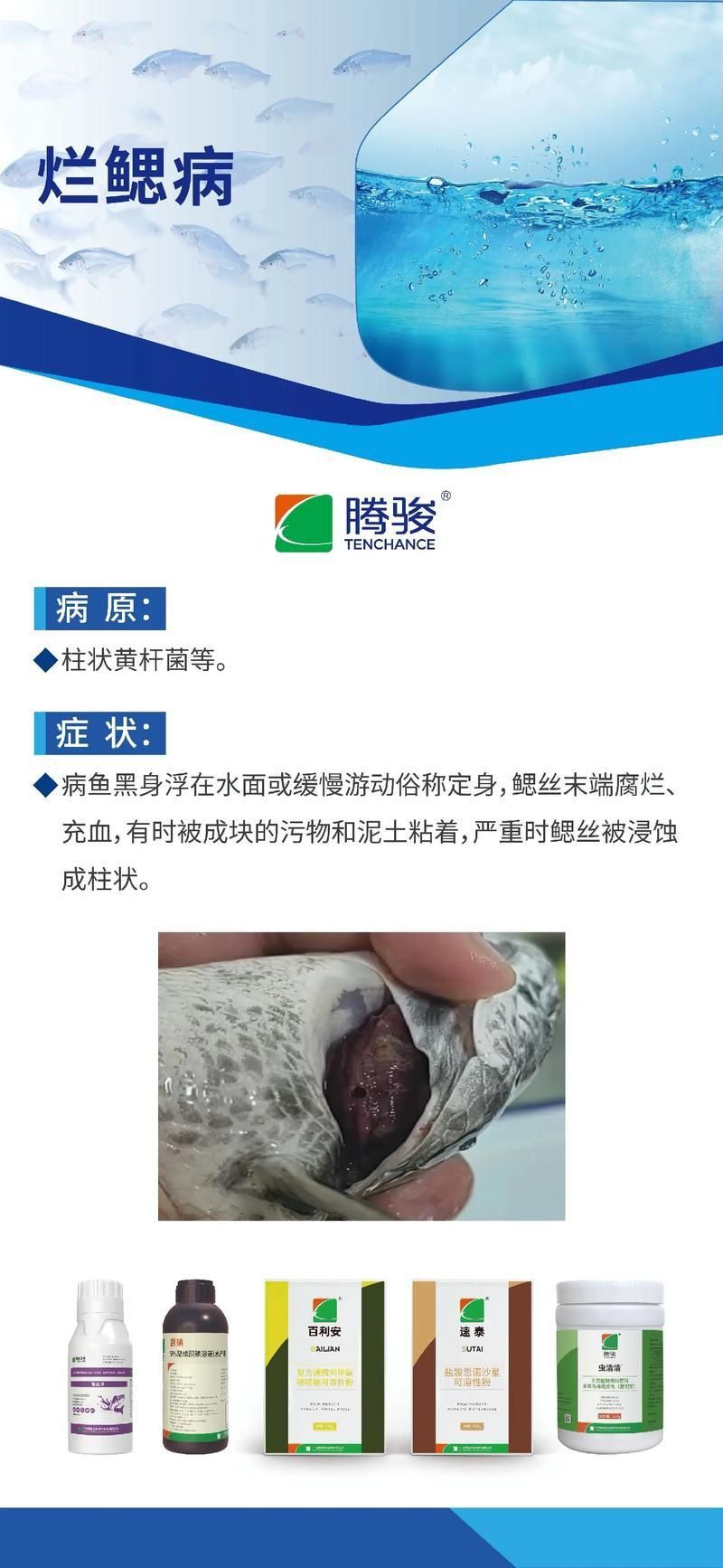 鰓蓋腐爛最簡單三個步驟圖片