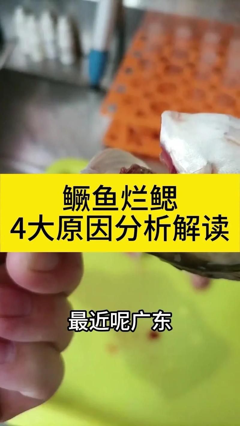 鰓蓋腐爛最簡單三個步驟圖片