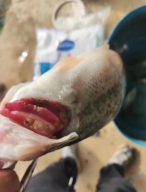鰓蓋腐爛最簡單三個步驟圖片
