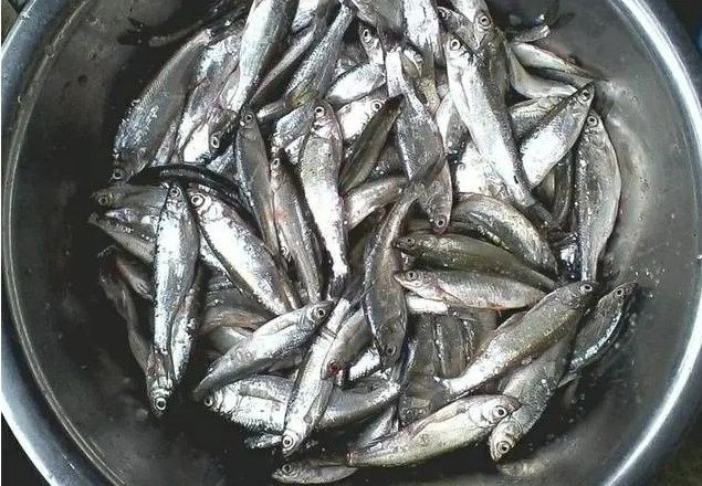 白龍魚什么天氣才能釣到魚 白龍魚什么天氣才能釣到魚 龍魚百科 第1張