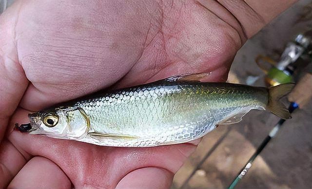 白龍魚什么天氣才能釣到魚 白龍魚什么天氣才能釣到魚 龍魚百科 第5張