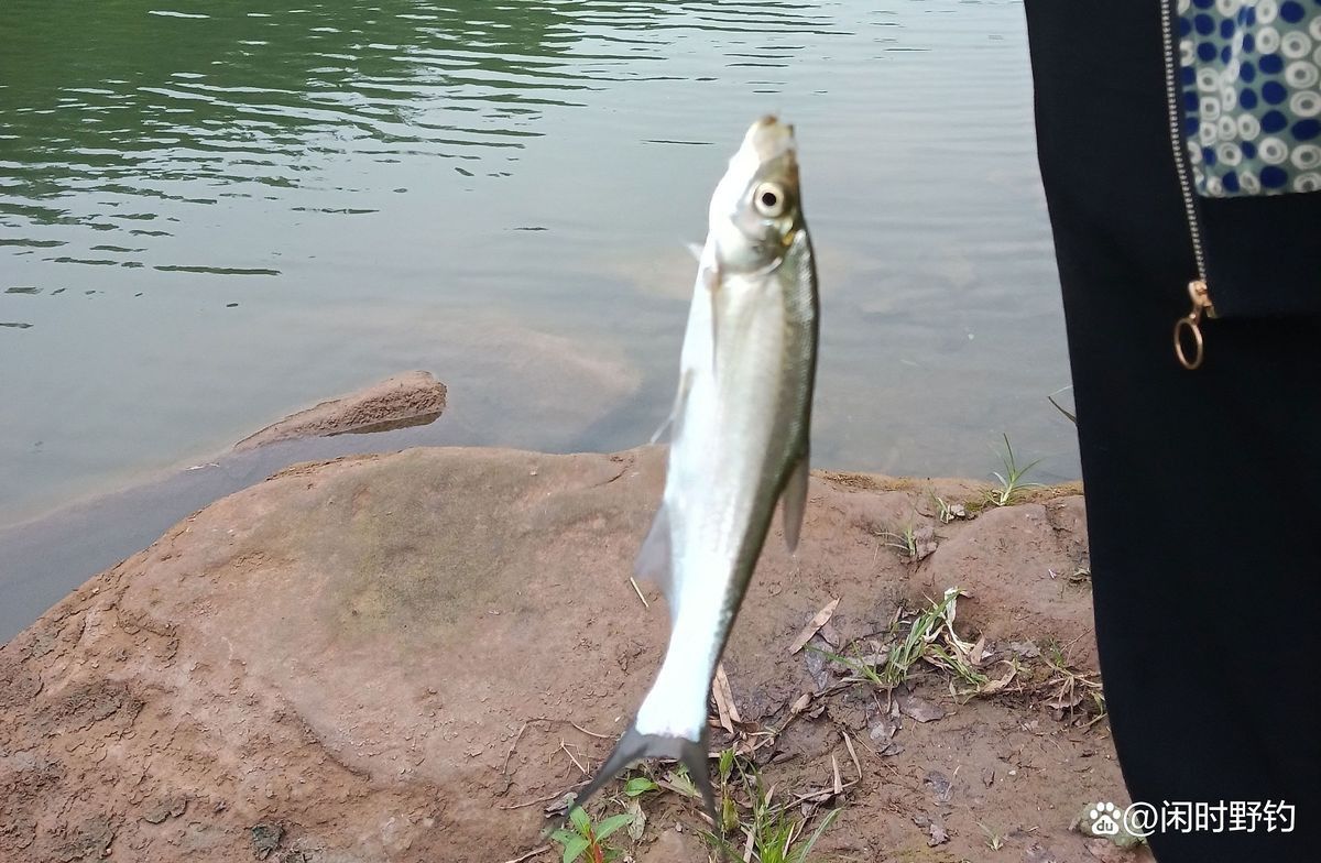 白龍魚什么天氣才能釣到魚 白龍魚什么天氣才能釣到魚 龍魚百科 第3張