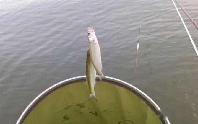 白龍魚什么天氣才能釣到魚 白龍魚什么天氣才能釣到魚 龍魚百科 第2張