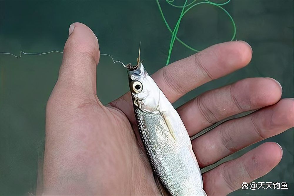 白龍魚什么天氣才能釣到魚 白龍魚什么天氣才能釣到魚 龍魚百科 第8張