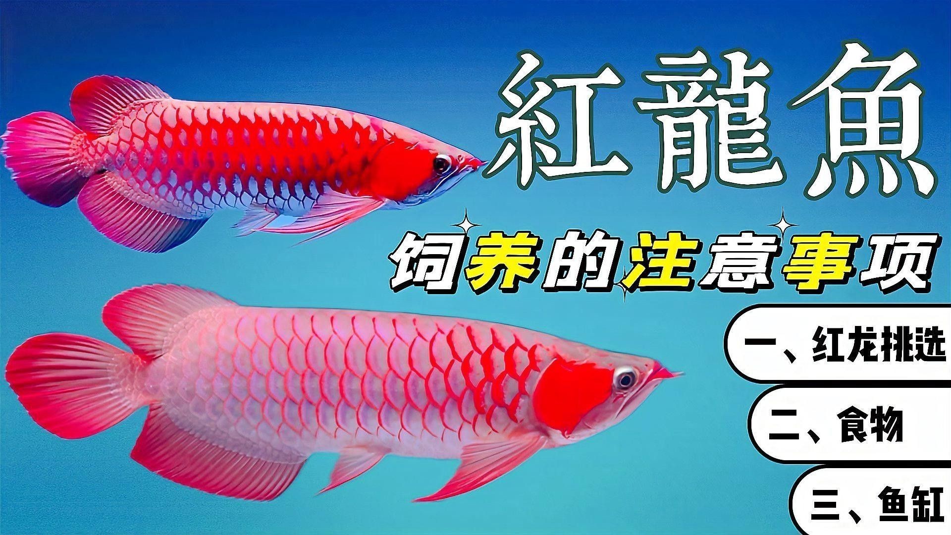 紅龍魚幼魚飼養注意事項