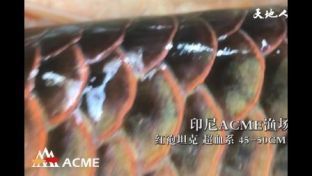 龍魚漁場排名前十位：龍魚漁場排名前十位的簡要分析