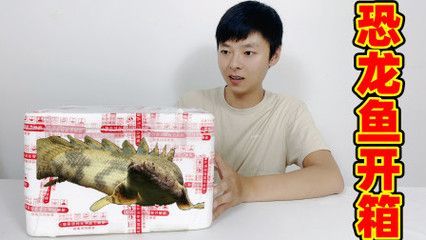 虎紋恐龍魚會咬人嗎（關于虎紋恐龍魚咬人的詳細信息）