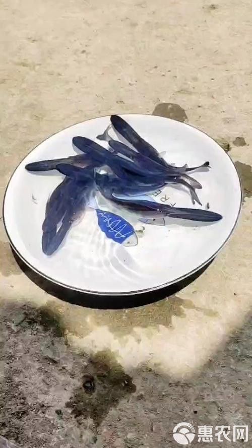 安康龍魚專賣店