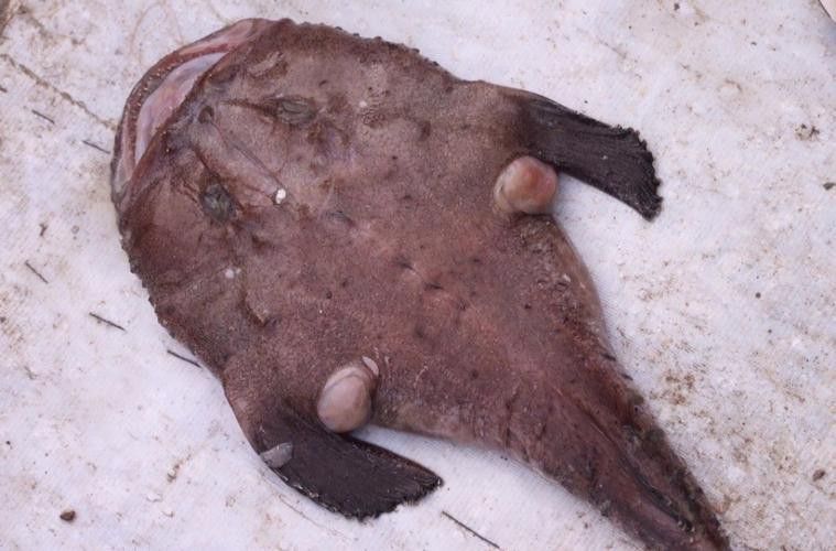 安康龍魚專賣店