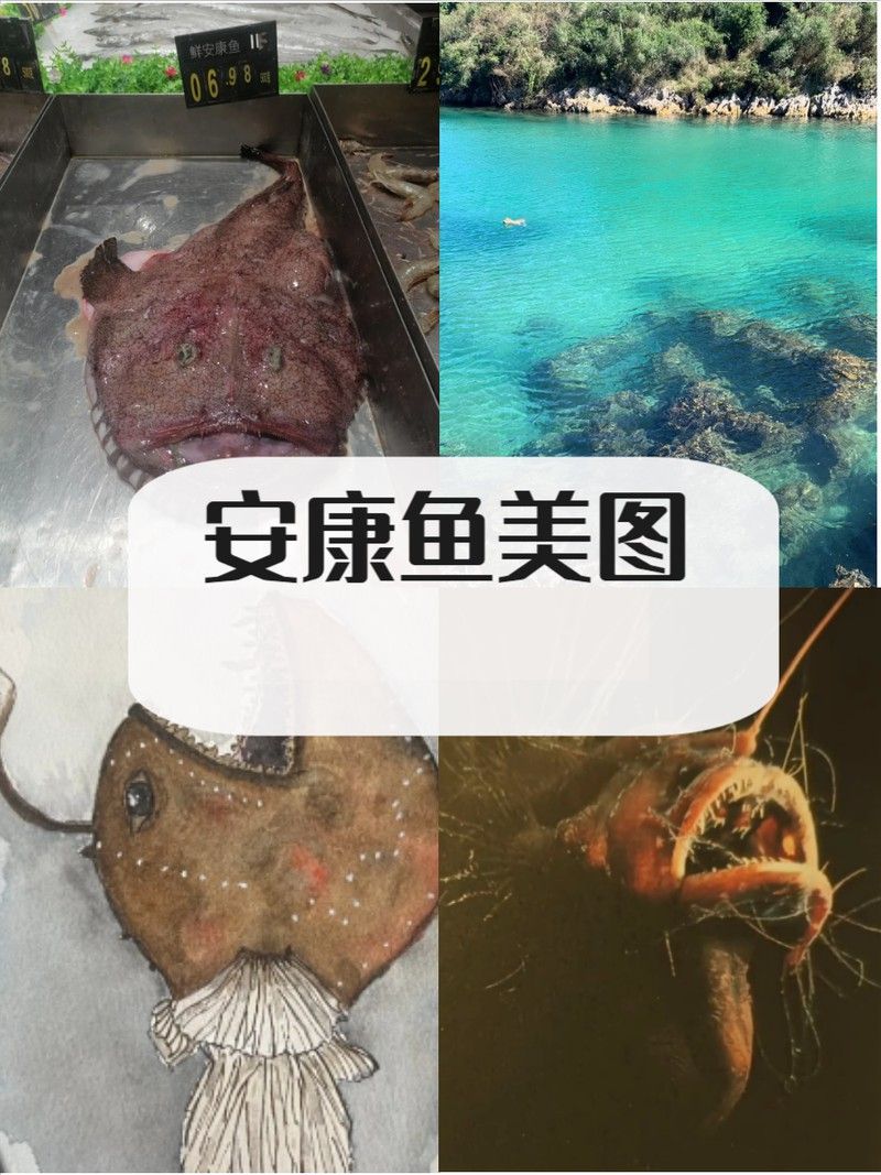 安康龍魚專賣店