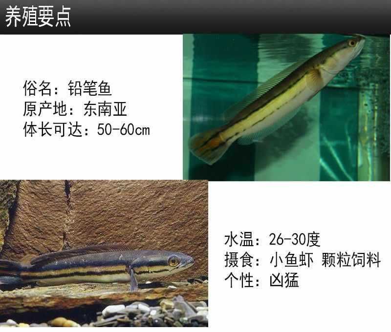 雷龍魚適宜水溫范圍：雷龍魚最佳生長水溫