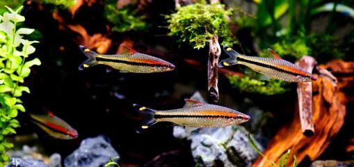 龍魚是熱帶魚魚嘛：龍魚品種及其特點介紹熱帶魚養殖的水質管理