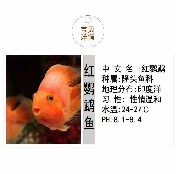 龍魚是熱帶魚魚嘛：龍魚品種及其特點介紹熱帶魚養殖的水質管理