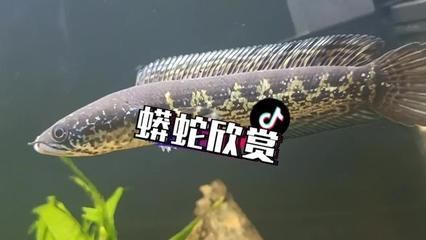 眼鏡蛇雷龍魚水溫：雷龍魚水溫過高如何處理，雷龍魚水族箱水質管理