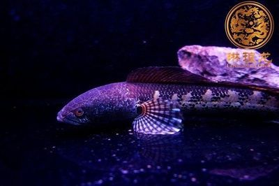 眼鏡蛇雷龍魚水溫：雷龍魚水溫過高如何處理，雷龍魚水族箱水質管理