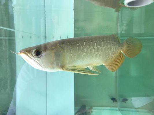 龍魚品牌 李什么：龍魚品牌李什么