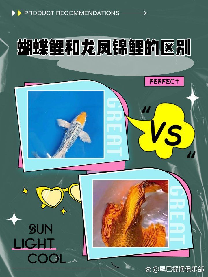 龍鳳錦鯉最忌三種顏色
