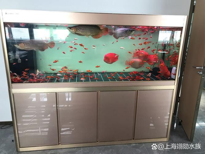 如何選擇適合紅龍的魚缸底色？ 如何選擇適合紅龍的魚缸底色？ 龍魚百科 第5張