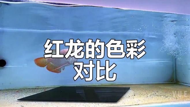 如何選擇適合紅龍的魚缸底色？ 如何選擇適合紅龍的魚缸底色？ 龍魚百科 第7張