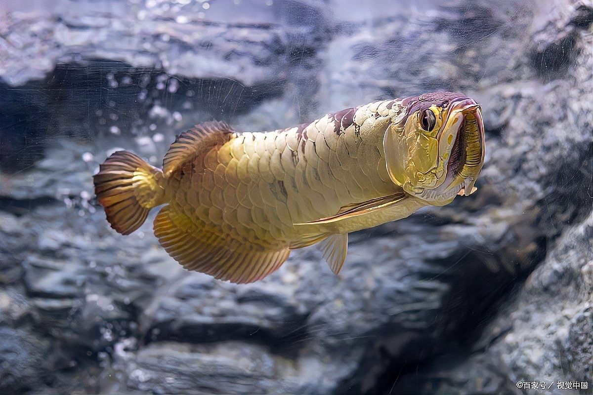 龍魚跳缸怎么回事啊