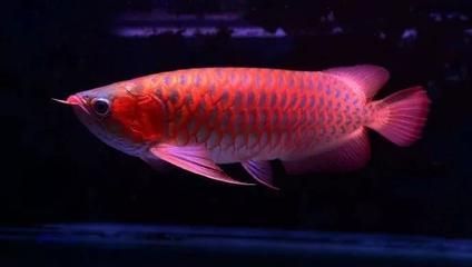 紅龍魚(yú)多大發(fā)色最好（紅龍魚(yú)發(fā)色的各個(gè)階段）