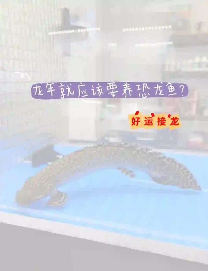 恐龍魚吃肉嗎