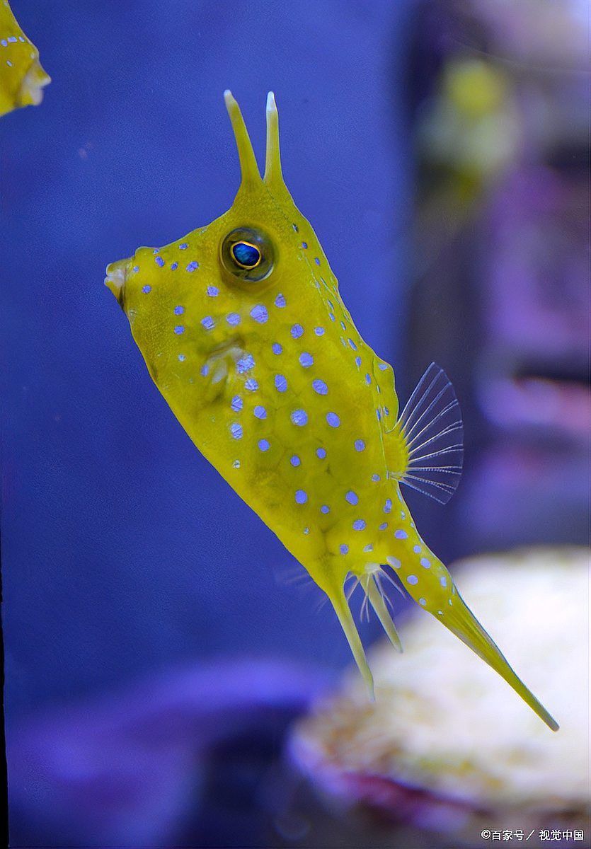 六角龍魚多久喂一次食