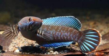 哪種雷龍魚最便宜：最便宜的雷龍魚品種