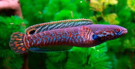 哪種雷龍魚最便宜：最便宜的雷龍魚品種