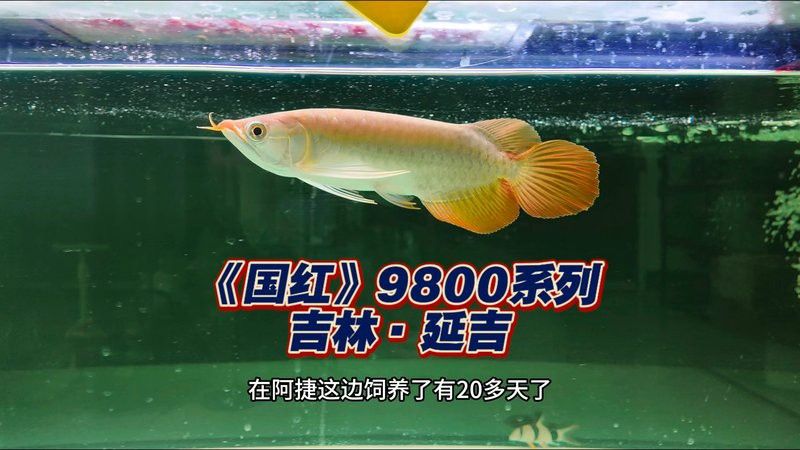 有哪些平臺適合發布紅龍魚視頻？