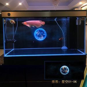 養龍魚什么背景好看又好養：養龍魚時背景的選擇