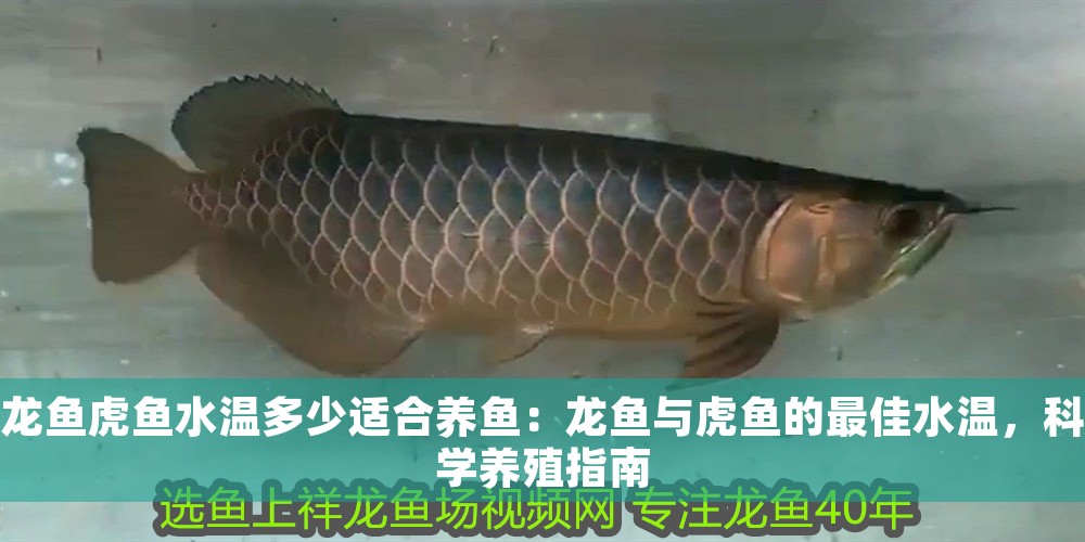 龍魚虎魚水溫多少適合養魚：龍魚與虎魚的最佳水溫，科學養殖指南