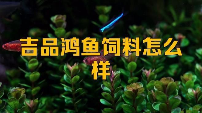 金魚飼料哪個牌子好 龍魚百科 第6張 金魚飼料哪個牌子好 金魚飼料哪個牌子好 龍魚百科 第6張