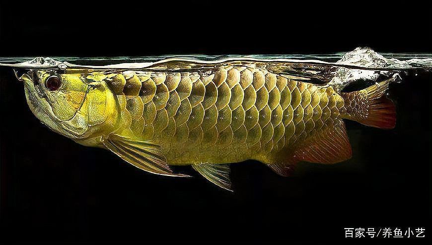 哪些食物可能導致龍魚消化不良