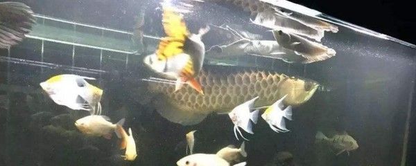 龍魚配虎魚的寓意和象征：如何正確養護龍魚和虎魚，龍魚虎魚混養的科學依據
