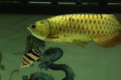 龍魚配虎魚的寓意和象征：如何正確養護龍魚和虎魚，龍魚虎魚混養的科學依據