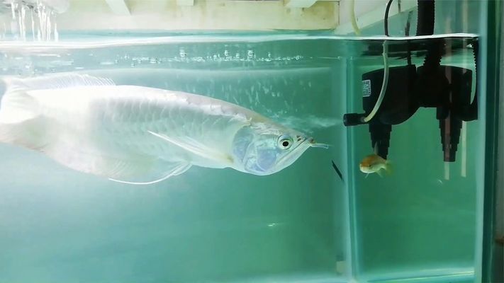 如何判斷銀龍魚(yú)飼料質(zhì)量：判斷銀龍魚(yú)飼料質(zhì)量好壞需要綜合考慮多個(gè)方面的因素