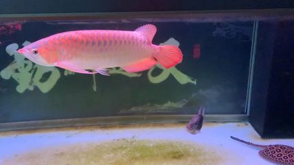 龍魚頭上發(fā)黑是什么病癥引起的：龍魚頭部發(fā)黑是什么原因引起的