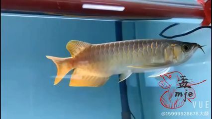 菠蘿和龍魚混養，菠蘿魚和龍魚可以混養嗎