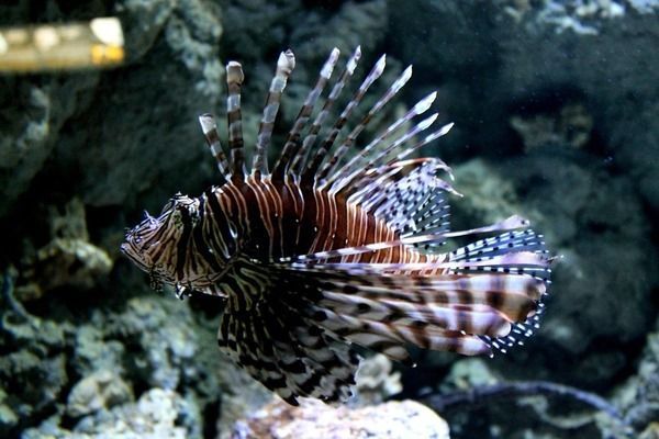 菠蘿和龍魚混養，菠蘿魚和龍魚可以混養嗎