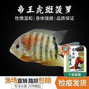菠蘿和龍魚混養(yǎng)，菠蘿魚和龍魚可以混養(yǎng)嗎