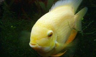 菠蘿和龍魚混養(yǎng)，菠蘿魚和龍魚可以混養(yǎng)嗎